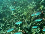 cieloestrellas reef33 (Custom) (Large).jpg